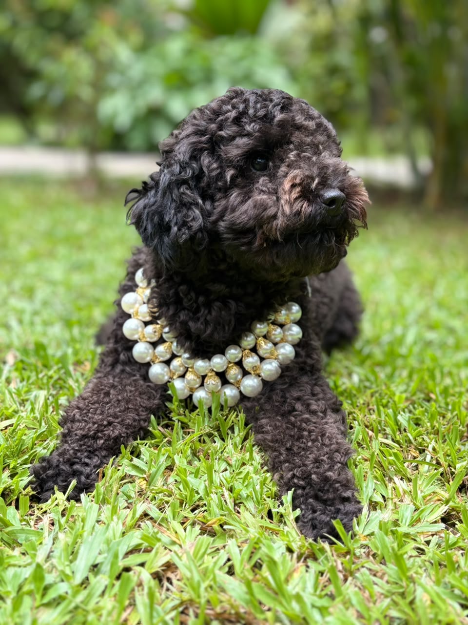 Bella’s Staff | Sonal  Mishra
